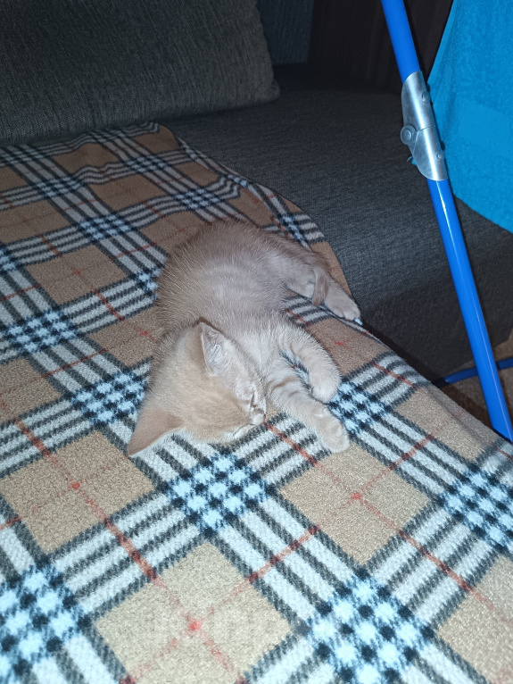 Кошки в Тюмени: Котёнок в добрые руки Девочка, Бесплатно - фото 2