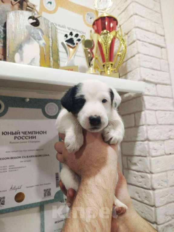 Собаки в Новосибирске: Фокстерьер гладкошерстный Мальчик, 25 000 руб. - фото 3