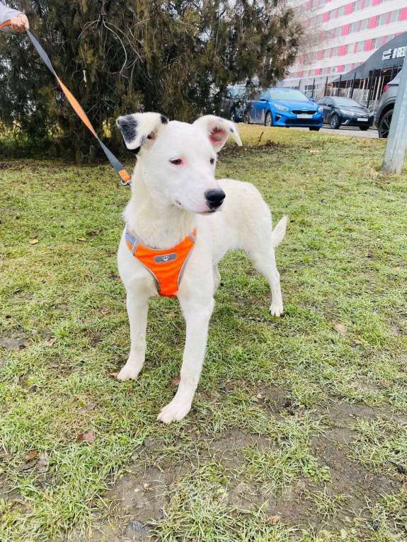 Собаки в Москве: Собака в добрые руки Девочка, Бесплатно - фото 2