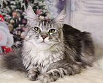 Кошки в Лодейном Поле: Кошка Мейн-Кун Руна  Девочка, 13 000 руб. - фото 6