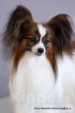 Собаки в Москве: щенки папийона и фалена Девочка, Бесплатно - фото 8