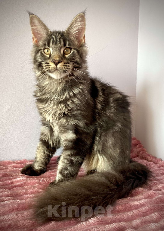 Кошки в Санкт-Петербурге: Мейн кун котенок мальчик Мальчик, 45 000 руб. - фото 2