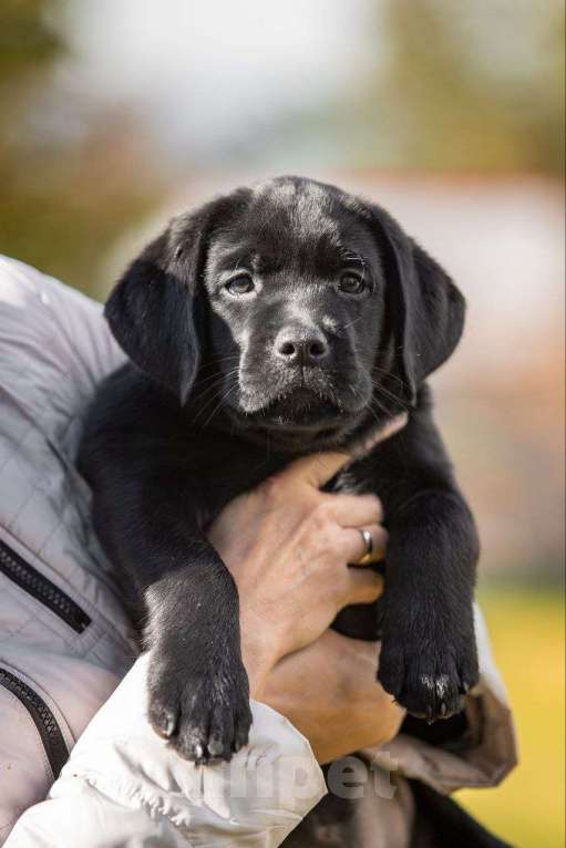 Собаки в Санкт-Петербурге: Продам породистых щенков лабрадора с родословной Мальчик, 70 000 руб. - фото 1