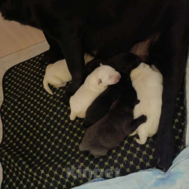 Собаки в Барнауле: Щенок-девочка.  Девочка, 10 000 руб. - фото 1