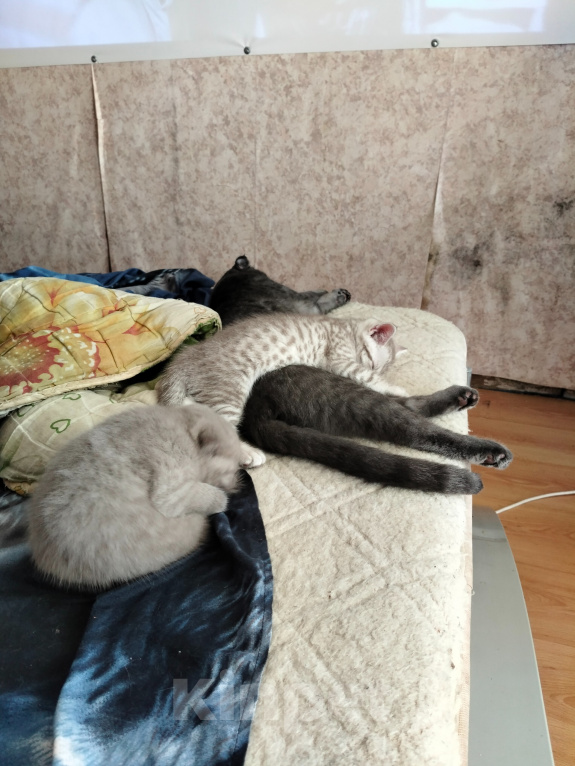 Кошки в других городах Тверской области: Продам Шотландский вислоухий котят Девочка, 5 000 руб. - фото 4