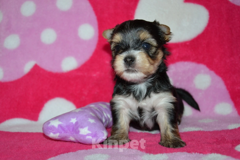 Собаки в Москве: Щенки йоркширского терьера  Мальчик, 25 000 руб. - фото 2