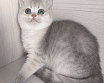 Кошки в Москве: Голубая золотая шиншилла Девочка, 40 000 руб. - фото 1