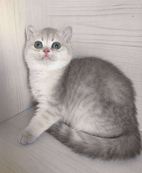 Голубая золотая шиншилла