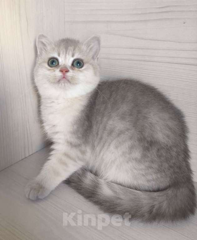 Кошки в Москве: Голубая золотая шиншилла Девочка, 40 000 руб. - фото 1