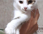 Кошки в Заволжье: Отдам в добрые руки, 10 руб. - фото 5