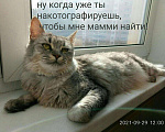 Кошки в Ливны: Кошечка-волчица ищет дом, Бесплатно - фото 4