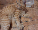 Кошки в Ивантеевке: Рыжий котенок в добрые руки Мальчик, 1 руб. - фото 1