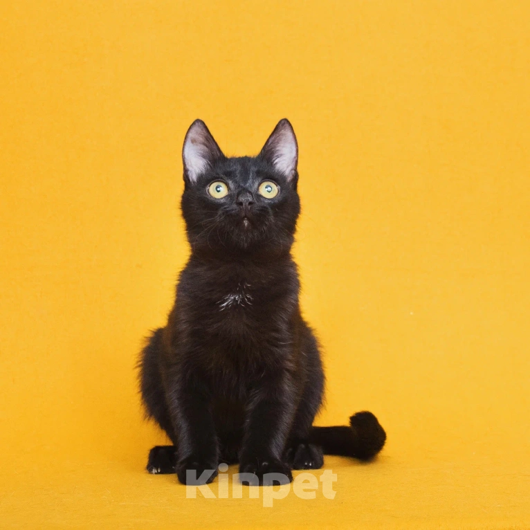 Кошки в Москве: Чудесный котенок ищет дом Мальчик, Бесплатно - фото 4