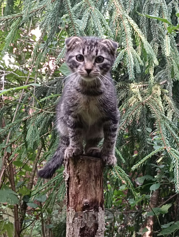 Кошки в Санкт-Петербурге: Котенок Шотландский вислоухий Мальчик, Бесплатно - фото 3
