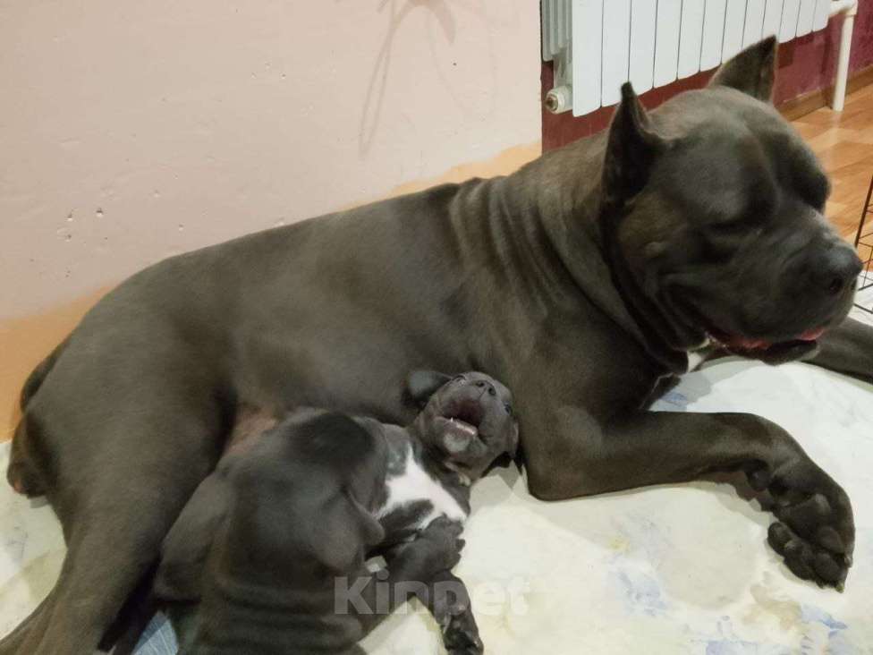 Собаки в других городах Ростовской области: Ищет семью Девочка, 25 000 руб. - фото 5