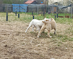 Собаки в Смоленске: Щенки САО (алабай) Девочка, 30 000 руб. - фото 8