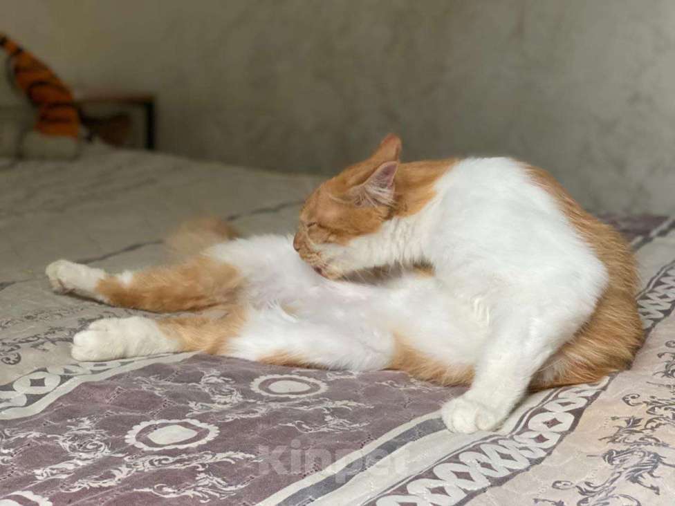 Кошки в Москве: кот подросток Теоша ищет дом Мальчик, Бесплатно - фото 8