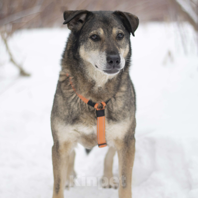 Собаки в Москве: Бонд Мальчик, Бесплатно - фото 2