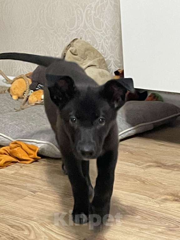 Собаки в Долгопрудном: Ищу дом! Девочка, Бесплатно - фото 3