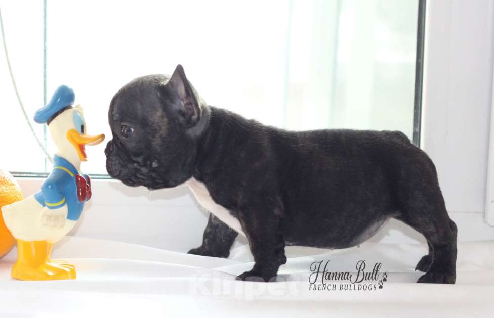 Собаки в Москве: Девочка французский бульдог Ляля Девочка, 75 000 руб. - фото 7