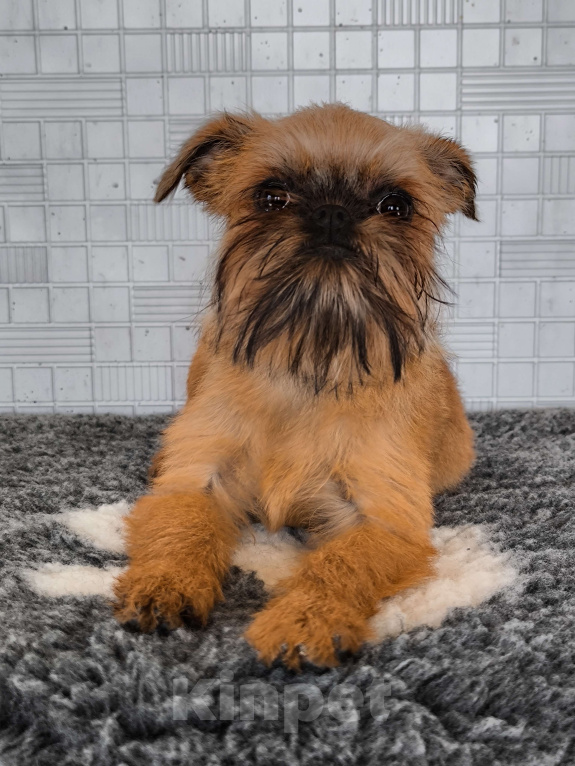Собаки в Хабаровске: Щенок брюссельского гриффона Девочка, 45 000 руб. - фото 1