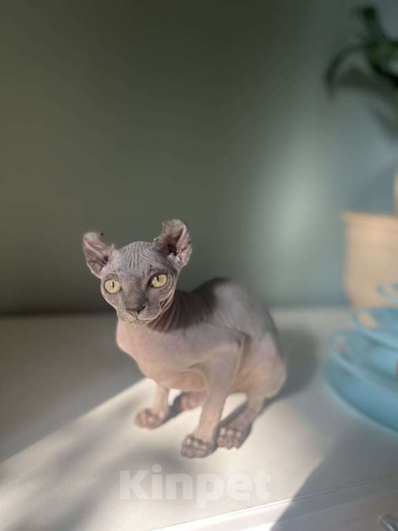 Кошки в Москве: Канадский сфинкс голубой  Девочка, Бесплатно - фото 6