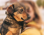 Собаки в Рязани: Небольшой коротколапый пёс Мальчик, Бесплатно - фото 3