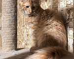 Кошки в Дмитрове: Котенок мейн-кун Девочка, 36 000 руб. - фото 1