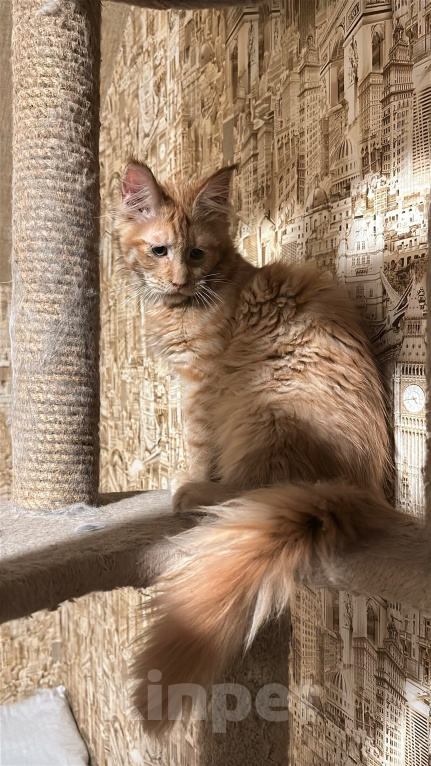 Кошки в Дмитрове: Котенок мейн-кун Девочка, 36 000 руб. - фото 1