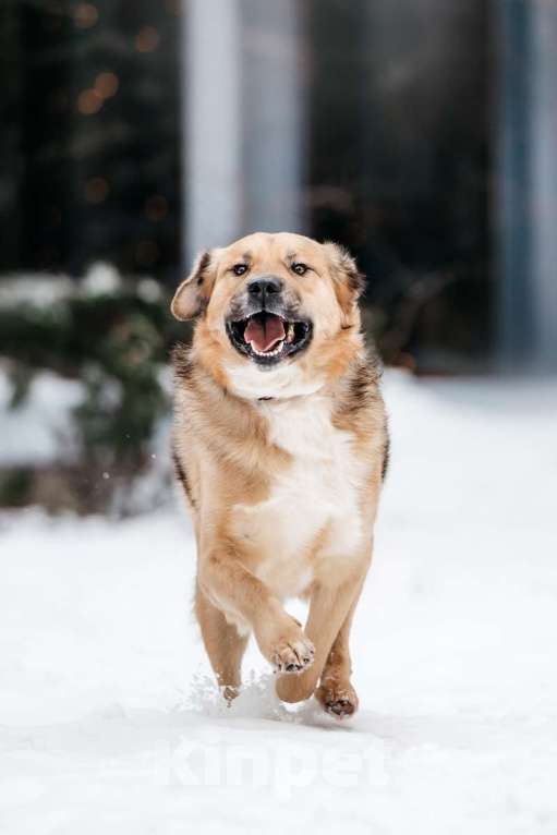 Собаки в Москве: Дынечка - плюшвый мишка в добрые руки! Мальчик, Бесплатно - фото 2