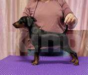 Собаки в Москве: цвергпинчер щенок Мальчик, 50 000 руб. - фото 2