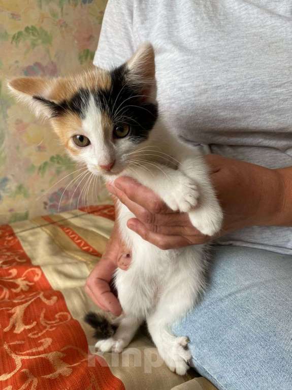 Кошки в других городах Калининградской области:  Кошечка Девочка, Бесплатно - фото 5
