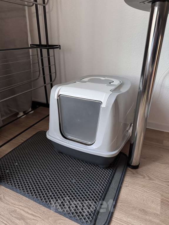 Кошки в других городах Московской области: Котенок Никки (9 месяцев) Мальчик, 5 000 руб. - фото 4