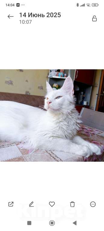 Кошки в Санкт-Петербурге: Кошечка разноглазая Девочка, 15 000 руб. - фото 3