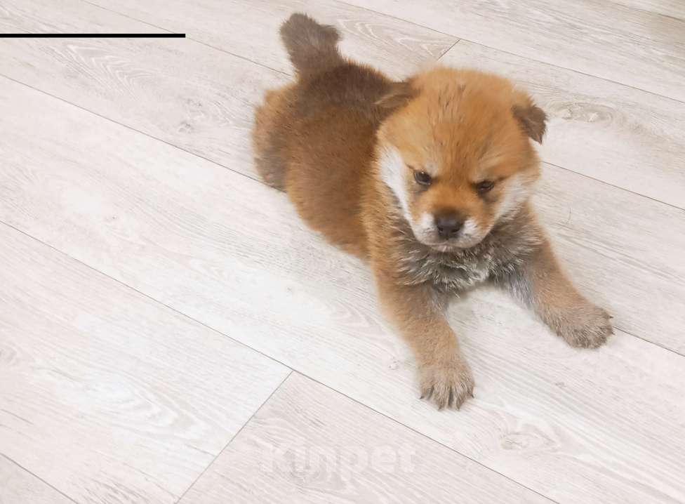 Собаки в Красноярске: Щенок  Мальчик, Бесплатно - фото 4