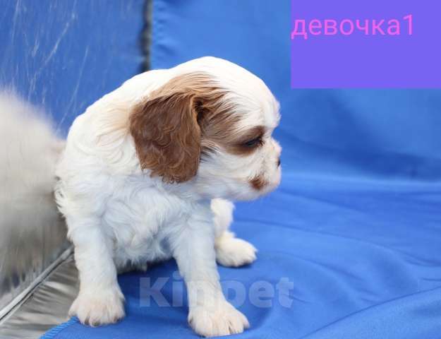 Собаки в Москве: Кавалер кинг чарльз спаниель Девочка, 60 000 руб. - фото 3