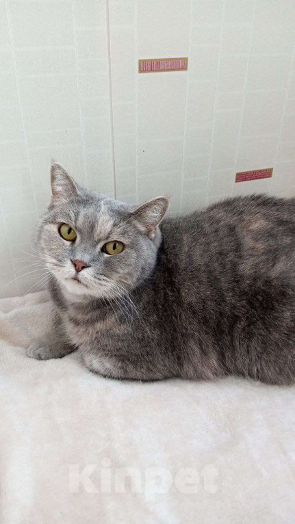 Кошки в Москве: Британка Тосенька ждет своего человека Девочка, Бесплатно - фото 6