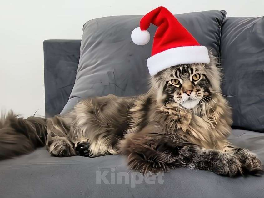 Кошки в Москве: Котенок мейн-кун  Мальчик, 45 000 руб. - фото 2