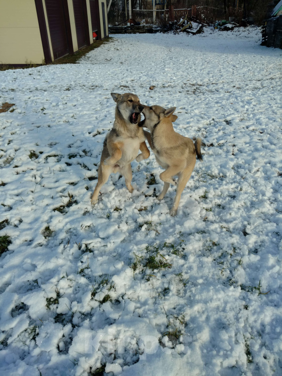Собаки в других городах Калужской области: Западносибирская лайка, посмотреть https://dropmefiles.com/EFo7F Мальчик, 7 000 руб. - фото 4