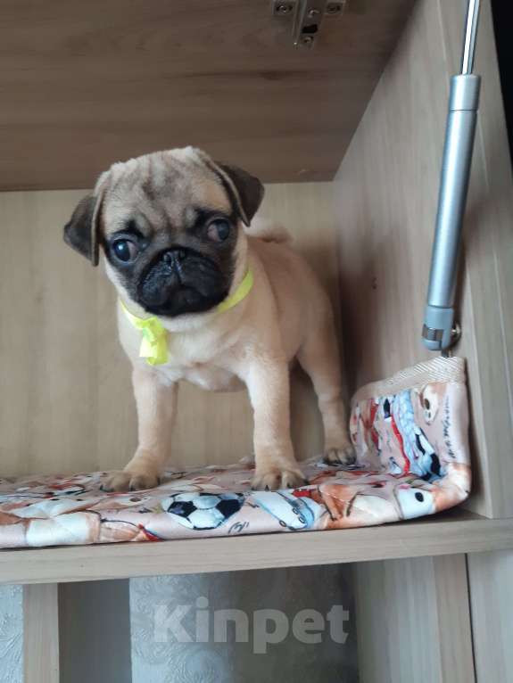 Собаки в Новосибирске: Мопса щенок девочка 4 месяца Девочка, 35 000 руб. - фото 2