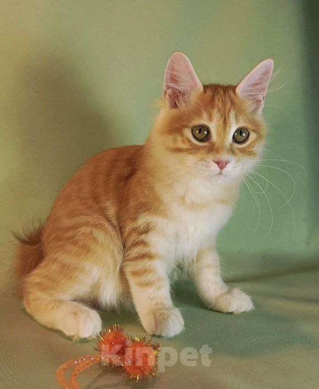 Кошки в Москве: Сердоликовая кошечка курильский бобтейл Девочка, 50 000 руб. - фото 3