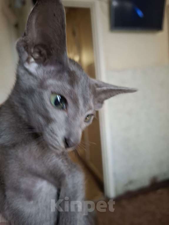 Кошки в Санкт-Петербурге: Ориентальная девочка Девочка, 25 000 руб. - фото 4