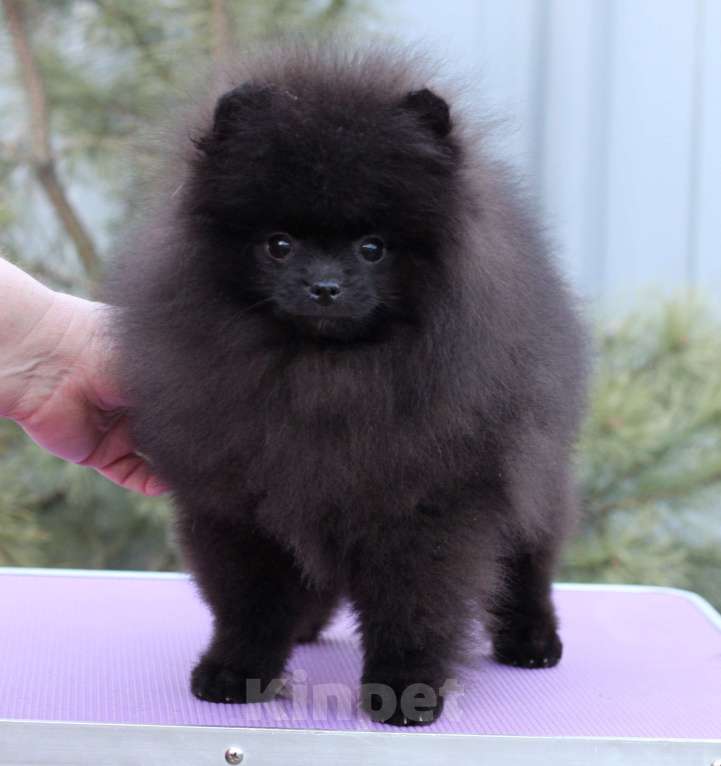 Собаки в Москве: Прекрасный черный мальчик Мальчик, Бесплатно - фото 2