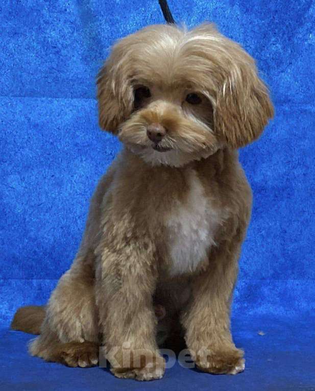 Собаки в Сочи: Вязка Мальтипу в Сочи Мальчик, Бесплатно - фото 1