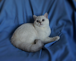 Кошки в Санкт-Петербурге: Голубоглазый британский котенок. Мальчик, 25 000 руб. - фото 4