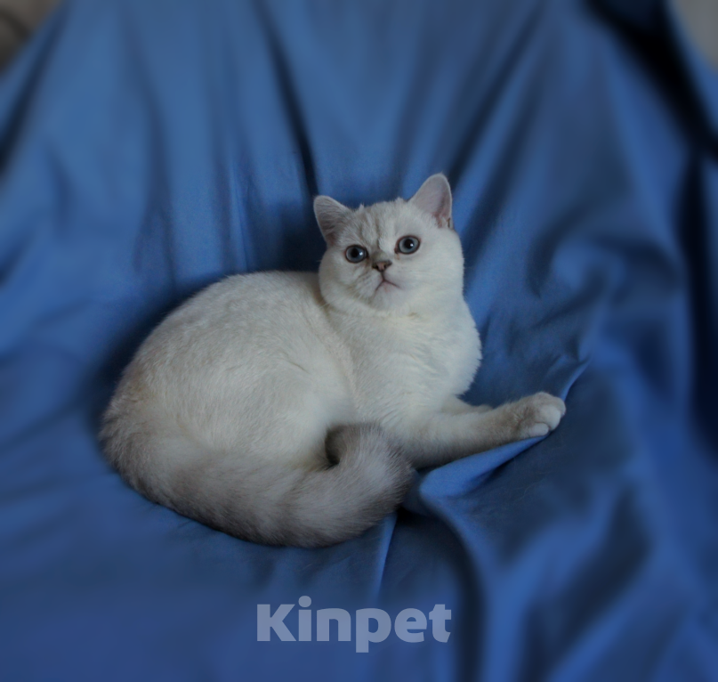 Кошки в Санкт-Петербурге: Голубоглазый британский котенок. Мальчик, 25 000 руб. - фото 4