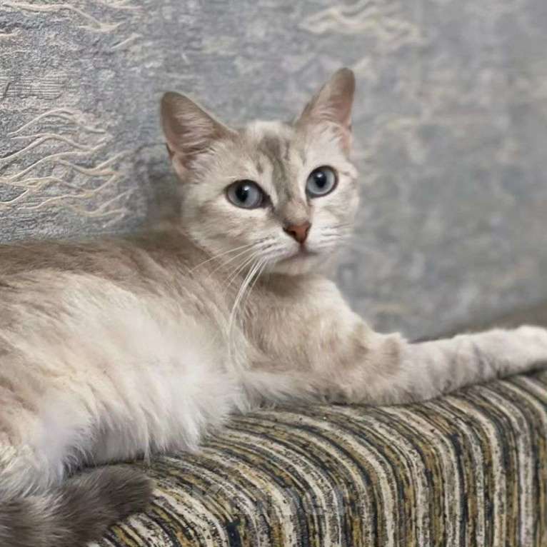 Кошки в Москве: Породистую кошечку выкинули  Девочка, Бесплатно - фото 2