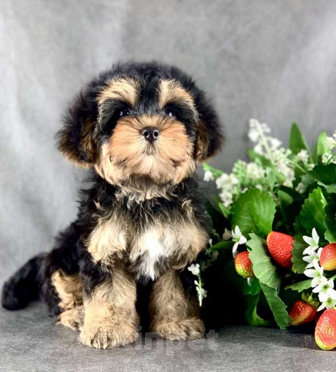Собаки в Москве: Йоркипу мимишные малыши Девочка, 25 000 руб. - фото 7