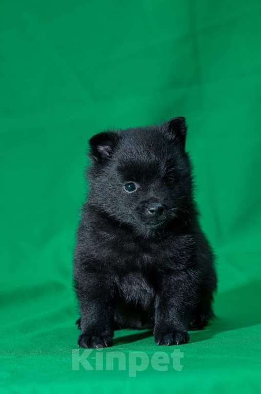 Собаки в Воронеже: Щенки шипперке, мальчики Мальчик, 40 000 руб. - фото 1