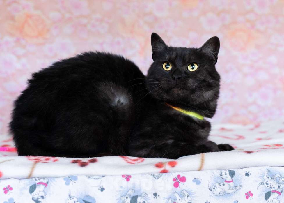 Кошки в Москве: Ласковый котик в добрые руки Мальчик, Бесплатно - фото 7